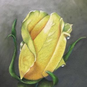 Texas Rose