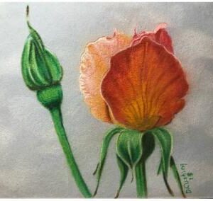 Apricot Nectar