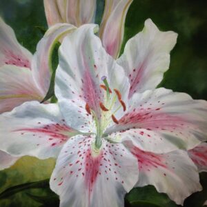 Stargazer Lily