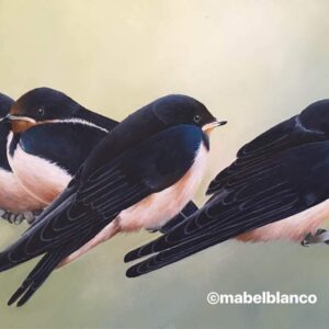 Swallows