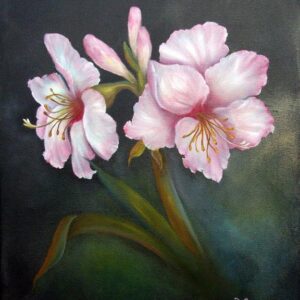 Amaryllis