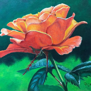 Orange Delight
