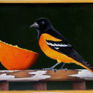 Oriole Eating Orange