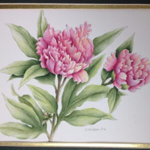 Pink Peonies
