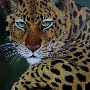 Beautiful Panther