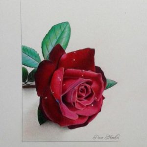 Rosa