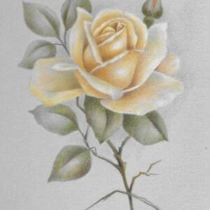 Yellow Rose
