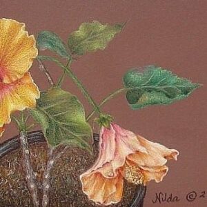 Amapolas