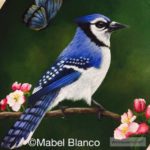blue jay with butterfly