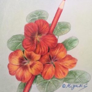 English Nasturium