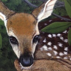 Hidden Fawn