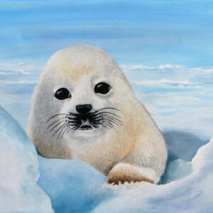 Baby Seal