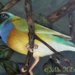 Gouldian Finch