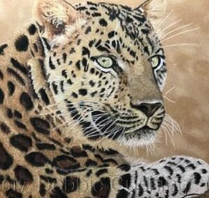 Leopard