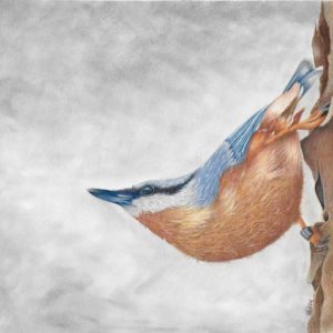 The Nuthatch