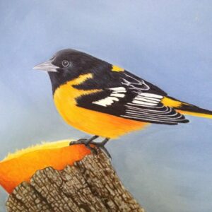 Oriole on Trunk