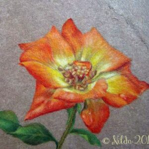 Orange Rose Study