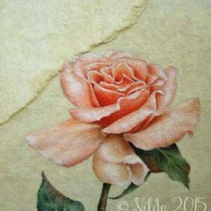 Peach Rose Study