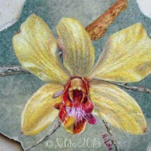 Yellow Orchid