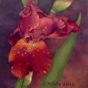 Blazing Iris