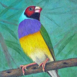 Lady Gouldian