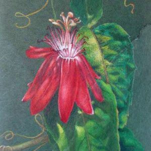 Passiflora