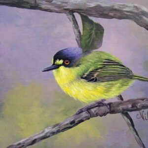Tody Flycatcher