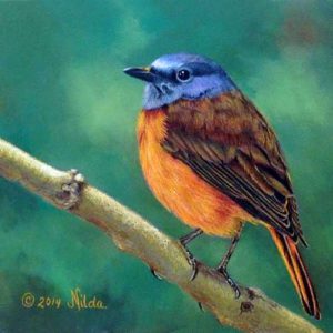 Amber Thrush