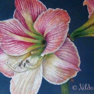 Ana's Day Lilies
