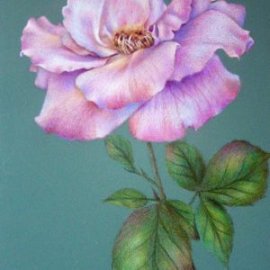 Romantic Rose
