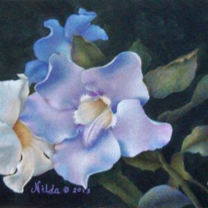 Sky Meets Mandevilla