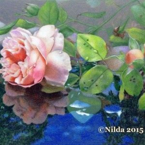Summer Reflections