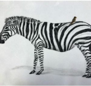 Stripes