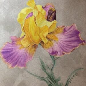Showy Iris