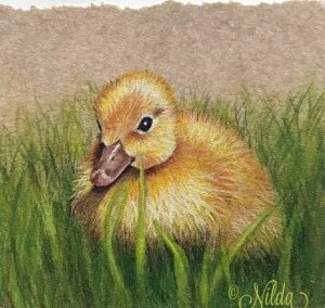 Duckling Line Drawing and Supplies